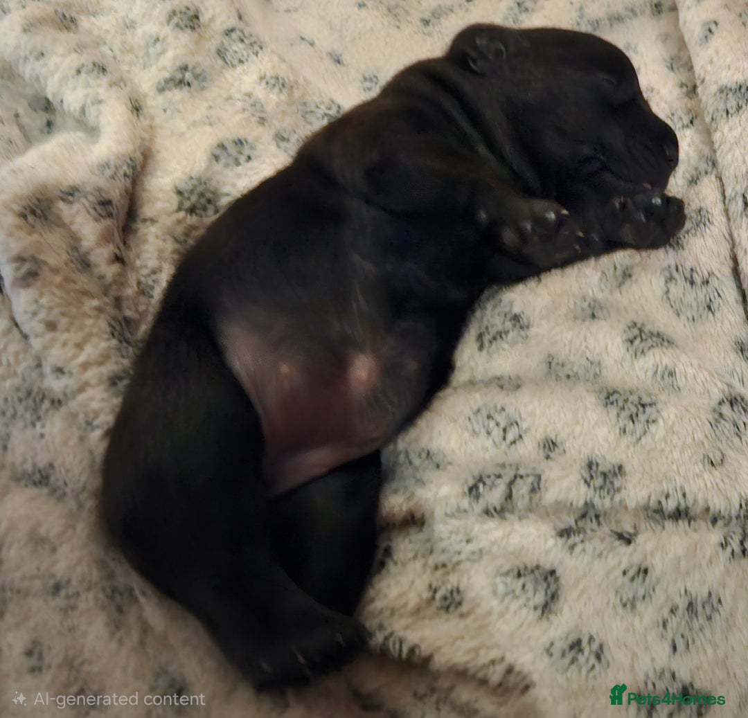 Patterdale Terrier dogs for sale: One female Patterdale Terrier pup - Advert 10