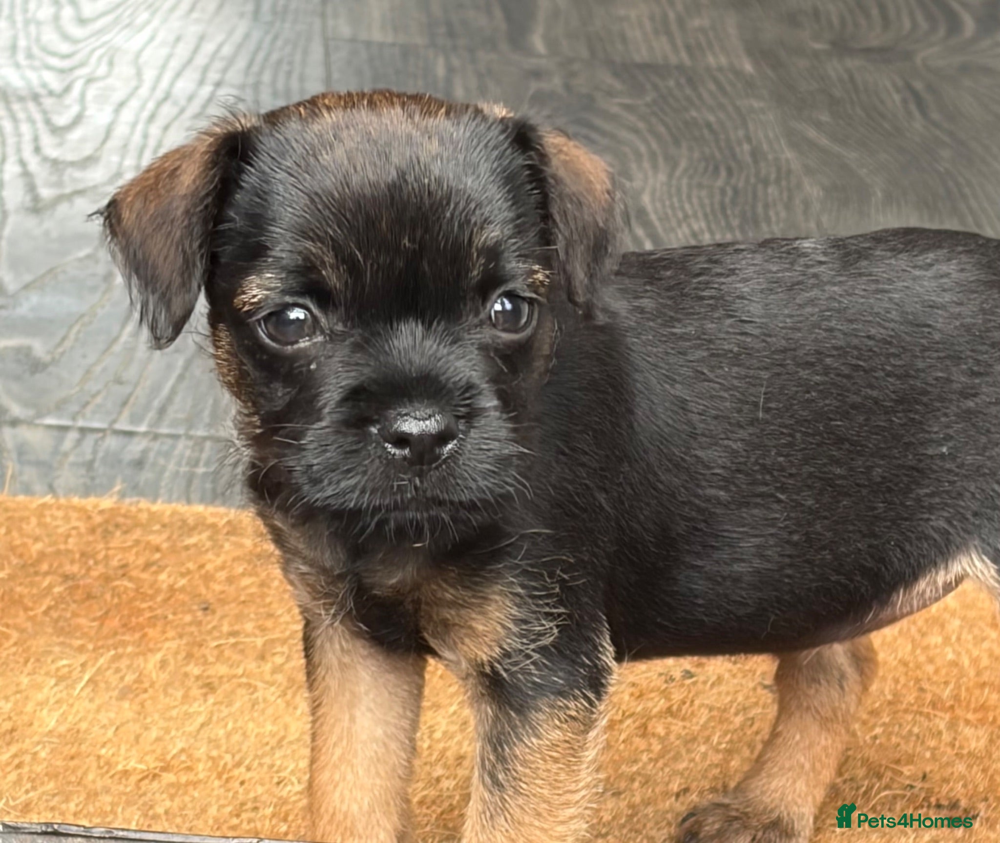 Border Terrier dogs Last Blue & Tan KC Border Terrier Pup READY NOW - Advert 7