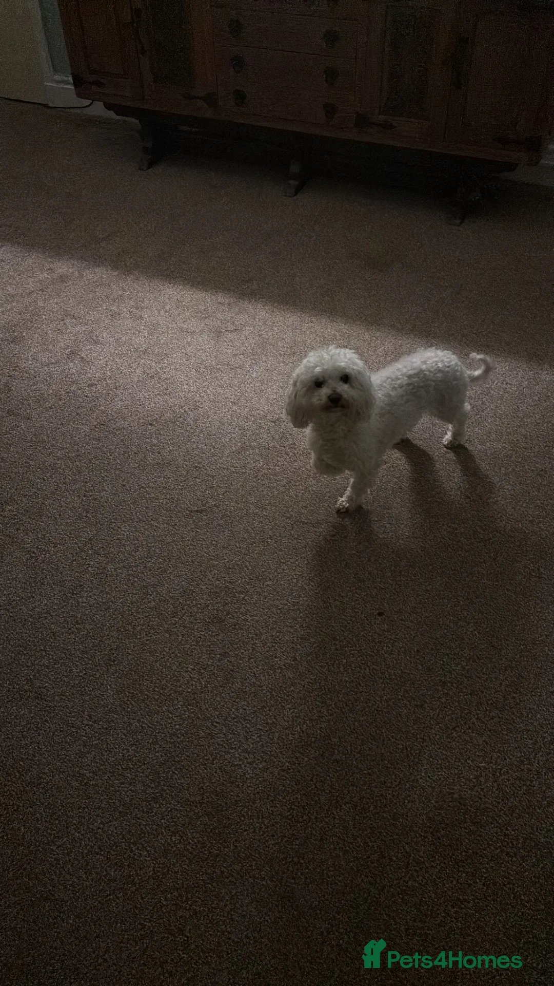 Bichon Frise dogs for sale: Beautiful girl  in Accrington - Advert 2