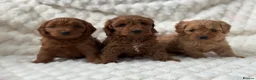 Cockapoo dogs for sale: ⭐️ Adorable Cockapoo puppies ⭐️ - Advert 6