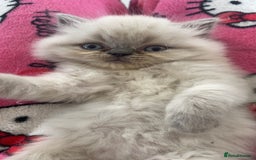 Exotic cats for sale: Colourpoint Exotic Short/Longhairs - Image 4