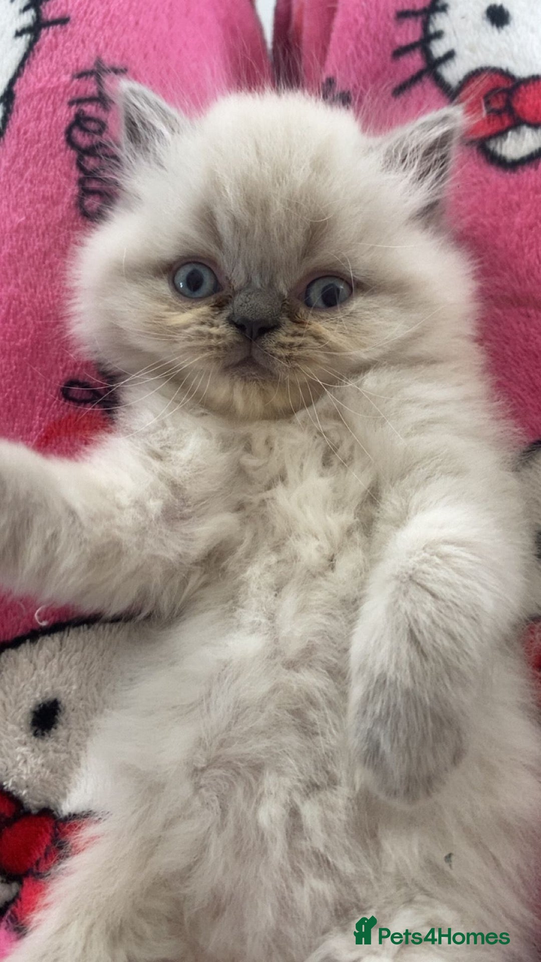Exotic cats for sale: Colourpoint Exotic Short/Longhairs - Image 4
