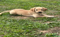Labrador Retriever dogs for sale: Ready to go! KC reg Labradors (yellow/Foxred) - Image 21