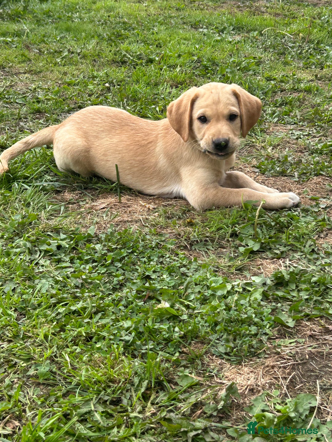 Labrador Retriever dogs for sale: Ready to go! KC reg Labradors (yellow/Foxred) - Image 21