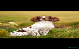 English Springer Spaniel dogs for stud: Field Trial Winner Ribblebrook Rocky @ Stud - Image 10