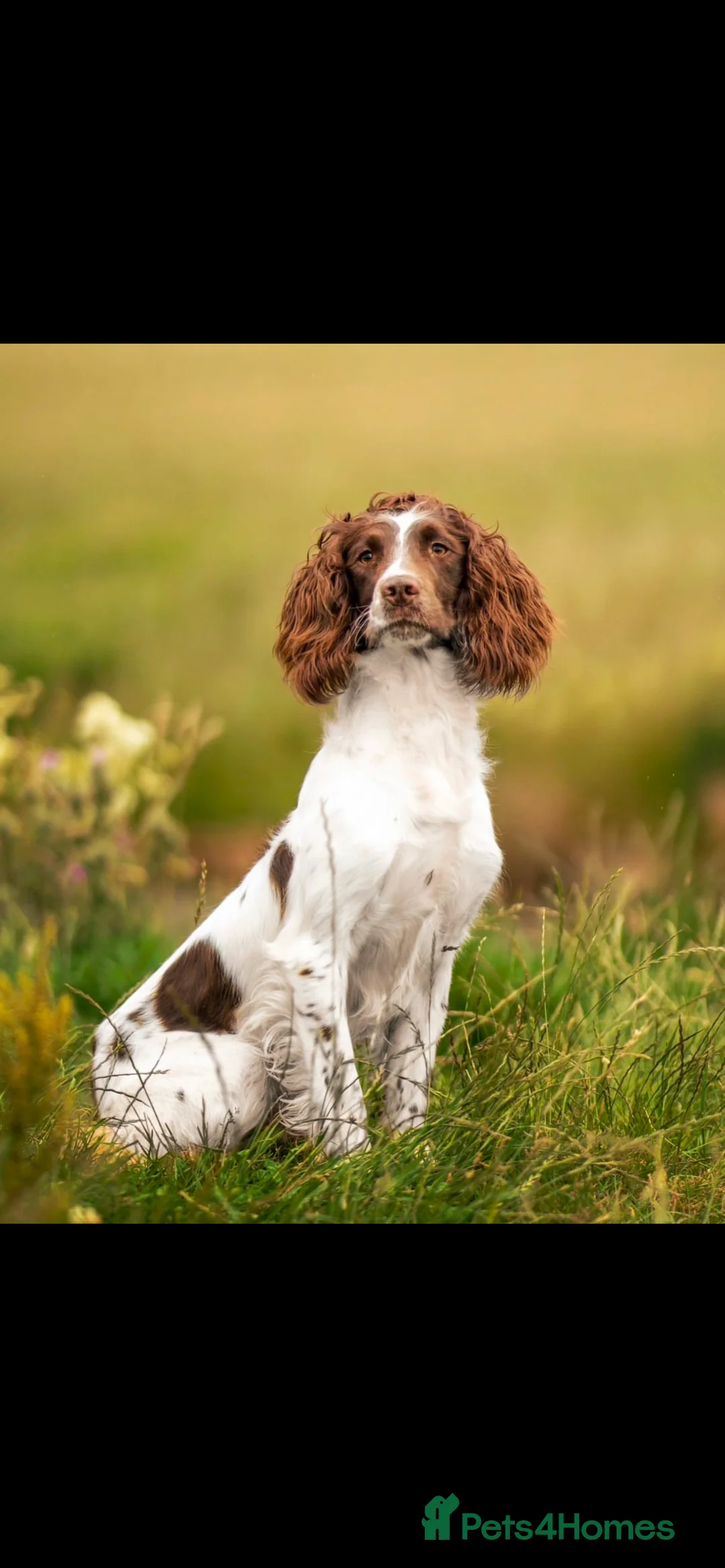English Springer Spaniel dogs for stud: Field Trial Winner Ribblebrook Rocky @ Stud - Advert 10