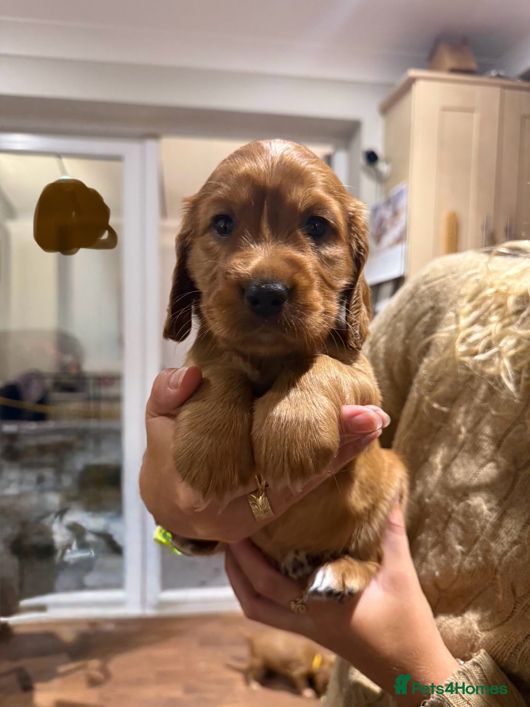 Cocker Spaniel dogs for sale: Gorgeous litter of cocker spaniel pups - Advert 10
