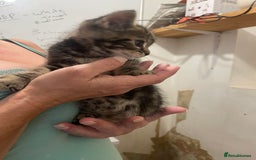 British Shorthair cats for sale: Kittens for sale - Image 5