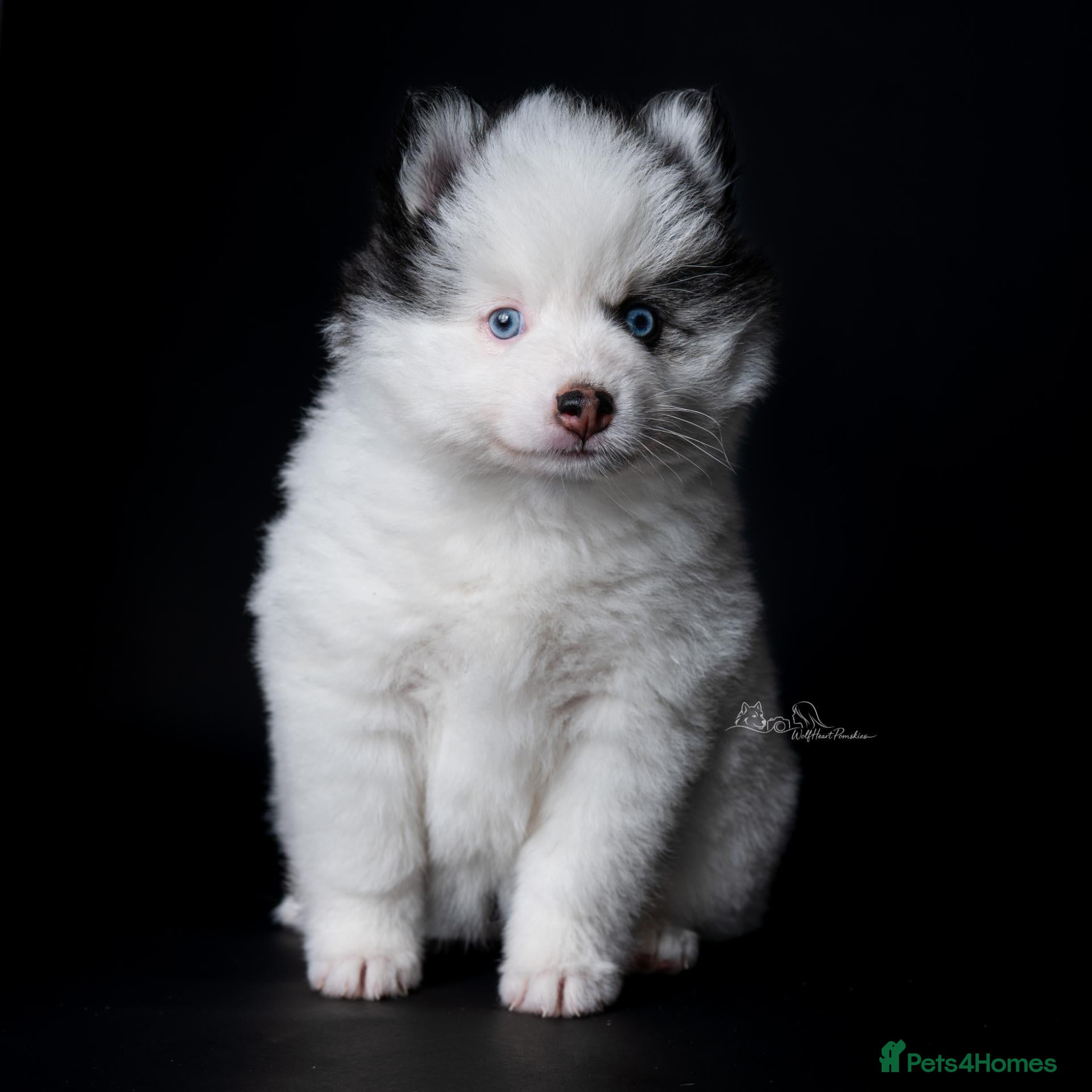 Pomsky dogs for sale: F4 Pomsky females from health tested parents - Advert 3