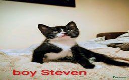 Mixed Breed cats for sale: Lovely black kitten - Image 3