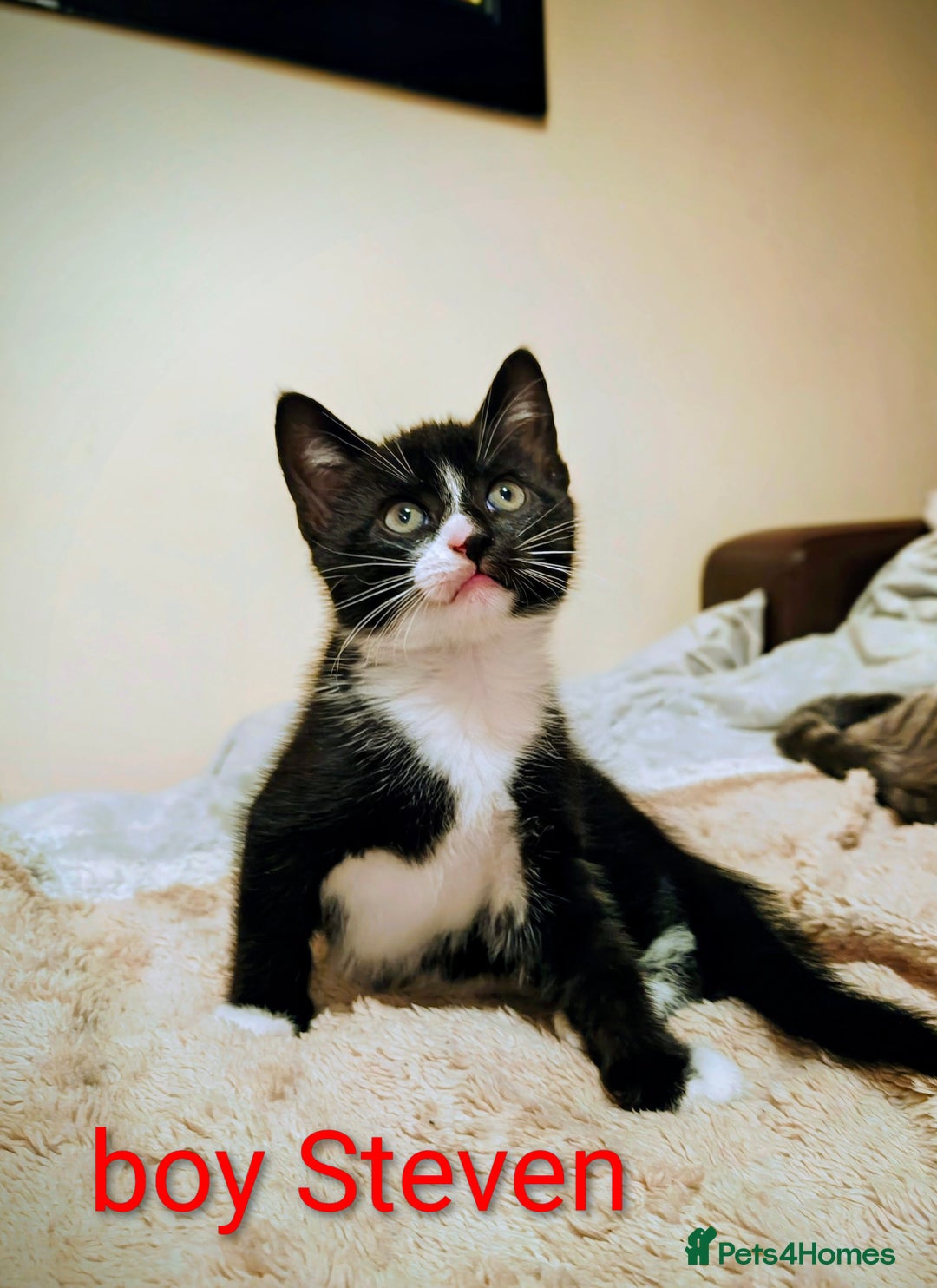 Mixed Breed cats for sale: Lovely black kitten - Image 3