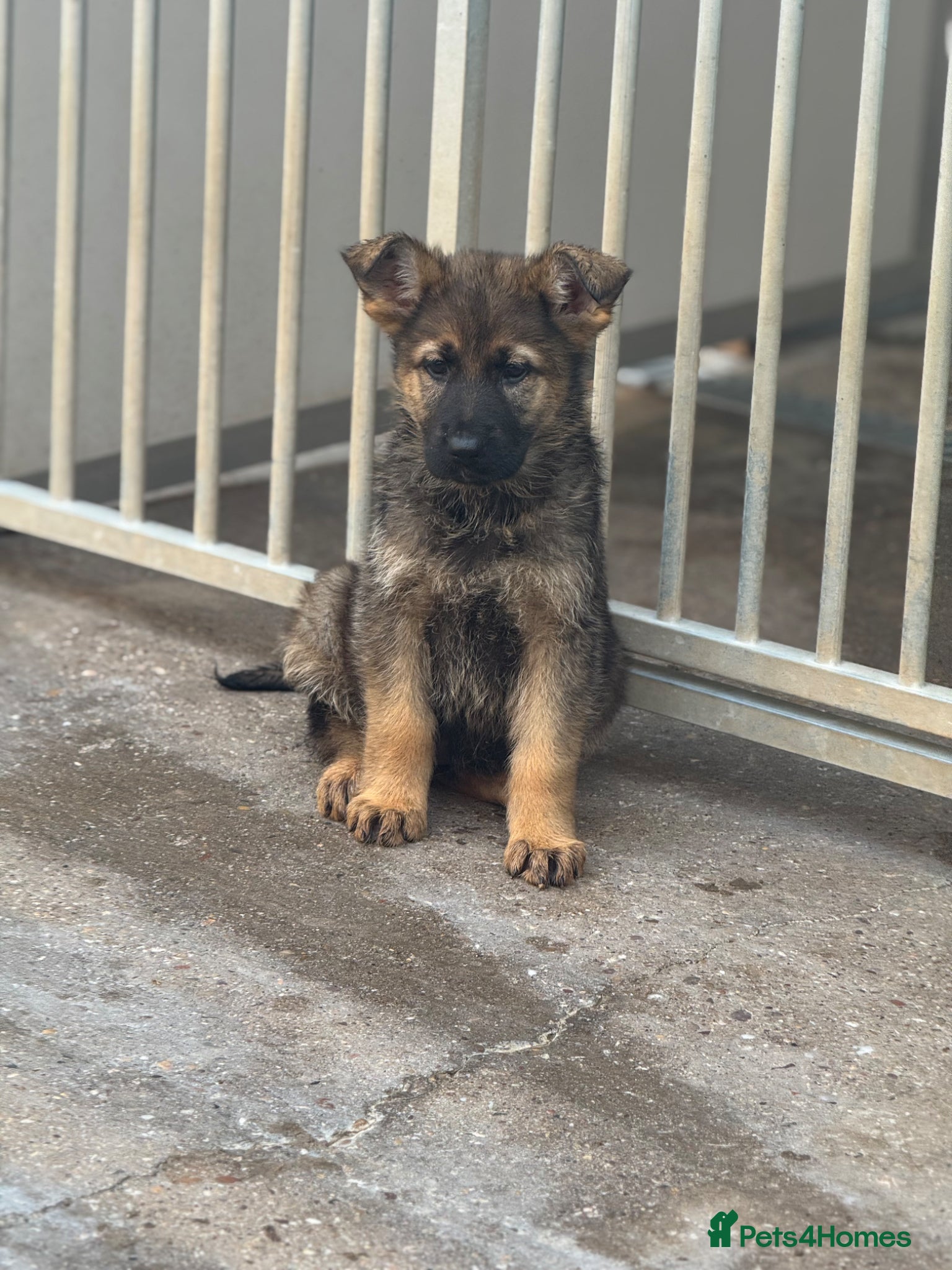 German Shepherd dogs Kc Gsd pups READY NOW 1 SABLE FEMALE AVAILABLE  - Advert 5