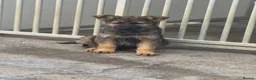 German Shepherd dogs for sale: Kc Gsd pups READY NOW 1 SABLE FEMALE AVAILABLE  - Advert 1