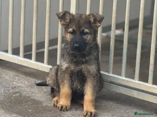 German Shepherd dogs Kc Gsd pups READY NOW 1 SABLE FEMALE AVAILABLE - Advert 1