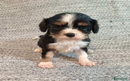 Cavalier King Charles Spaniel dogs for sale: Beautiful quality kc registered cavalier puppies  - Image 16