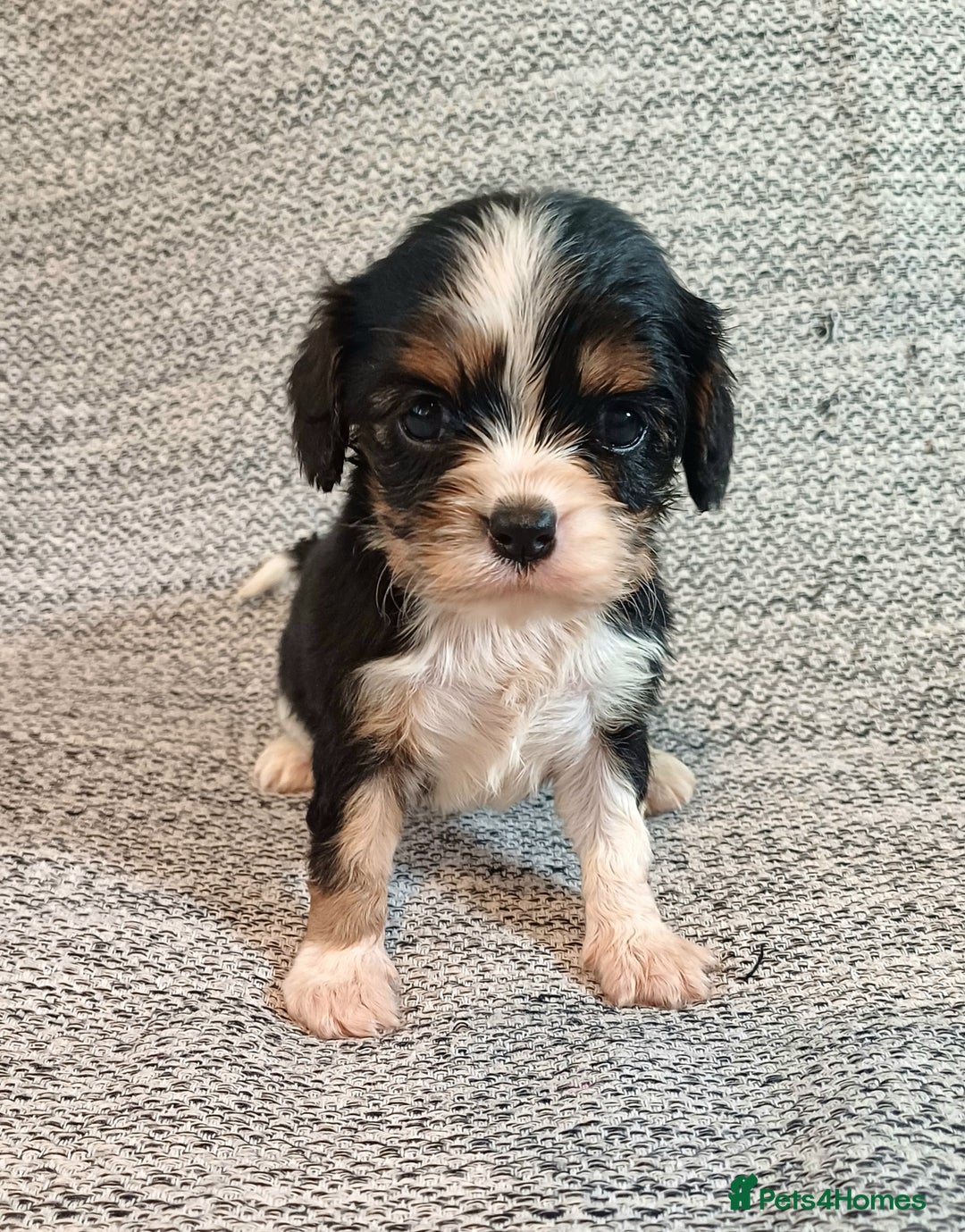 Cavalier King Charles Spaniel dogs for sale: Beautiful quality kc registered cavalier puppies  - Image 16