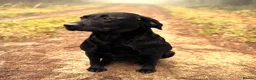Labrador Retriever dogs for sale: Stunning Black and Yellow Labrador Pups Available - Advert 9