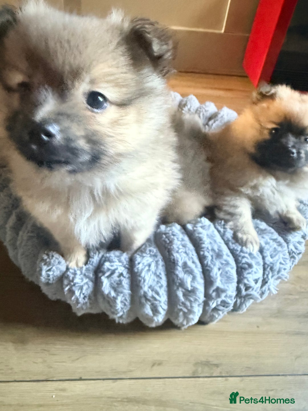 Pomeranian dogs for sale: 3 lovely girls and 1 boy Pomeranian puppies  - Advert 11
