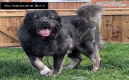 Caucasian Shepherd Dog dogs for stud: Boris Caucasian Shepherd  - Image 1
