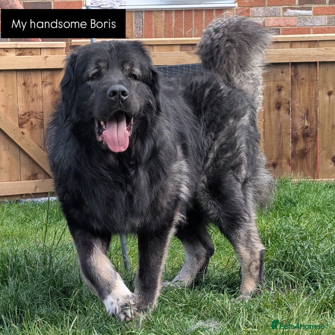 Caucasian Shepherd Dog dogs for stud: Boris Caucasian Shepherd  - Image 1