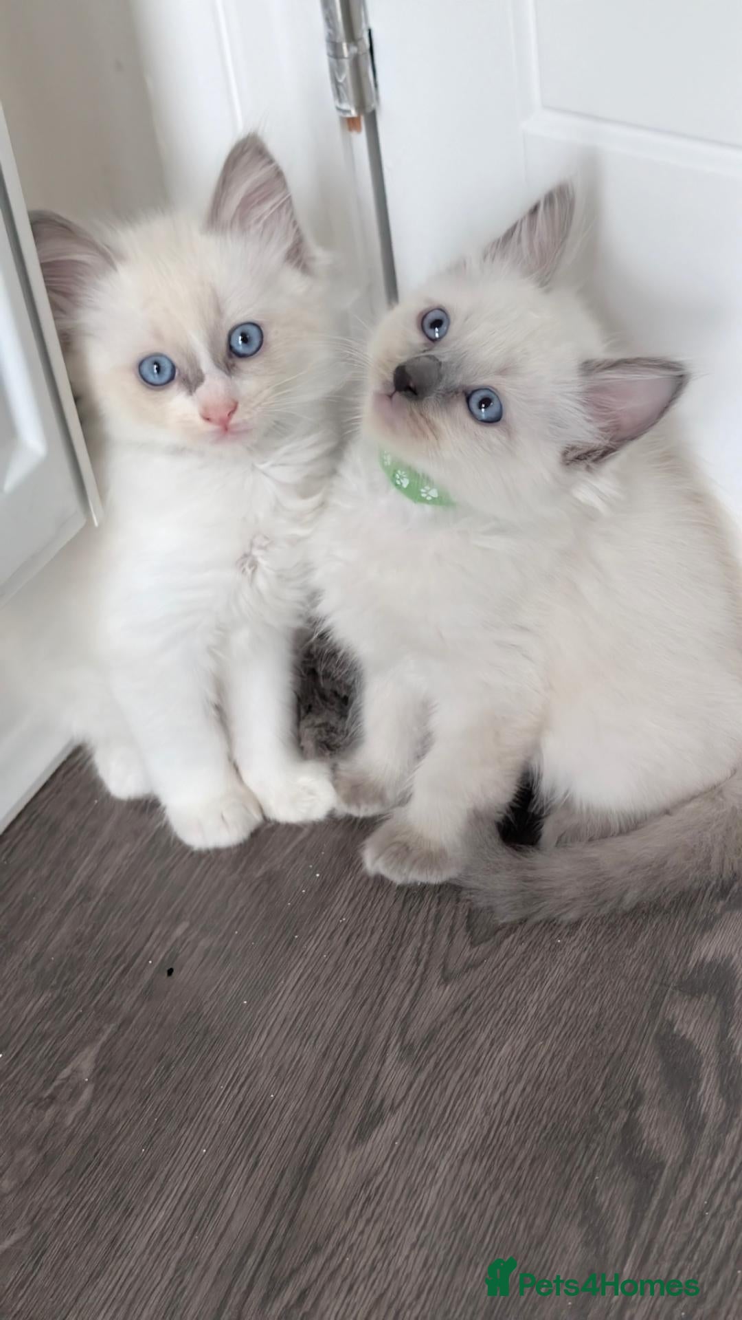 Ragdoll cats 2 boys still avilable green and Grey  - Advert 8