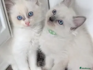 Ragdoll cats 2 boys still avilable green and Grey - Advert 8