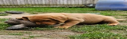 Labrador Retriever dogs for sale: KC REG BEAUTIFUL CHUNKY FOX RED LABRADOR PUPPIES in Wisbech - Advert 4