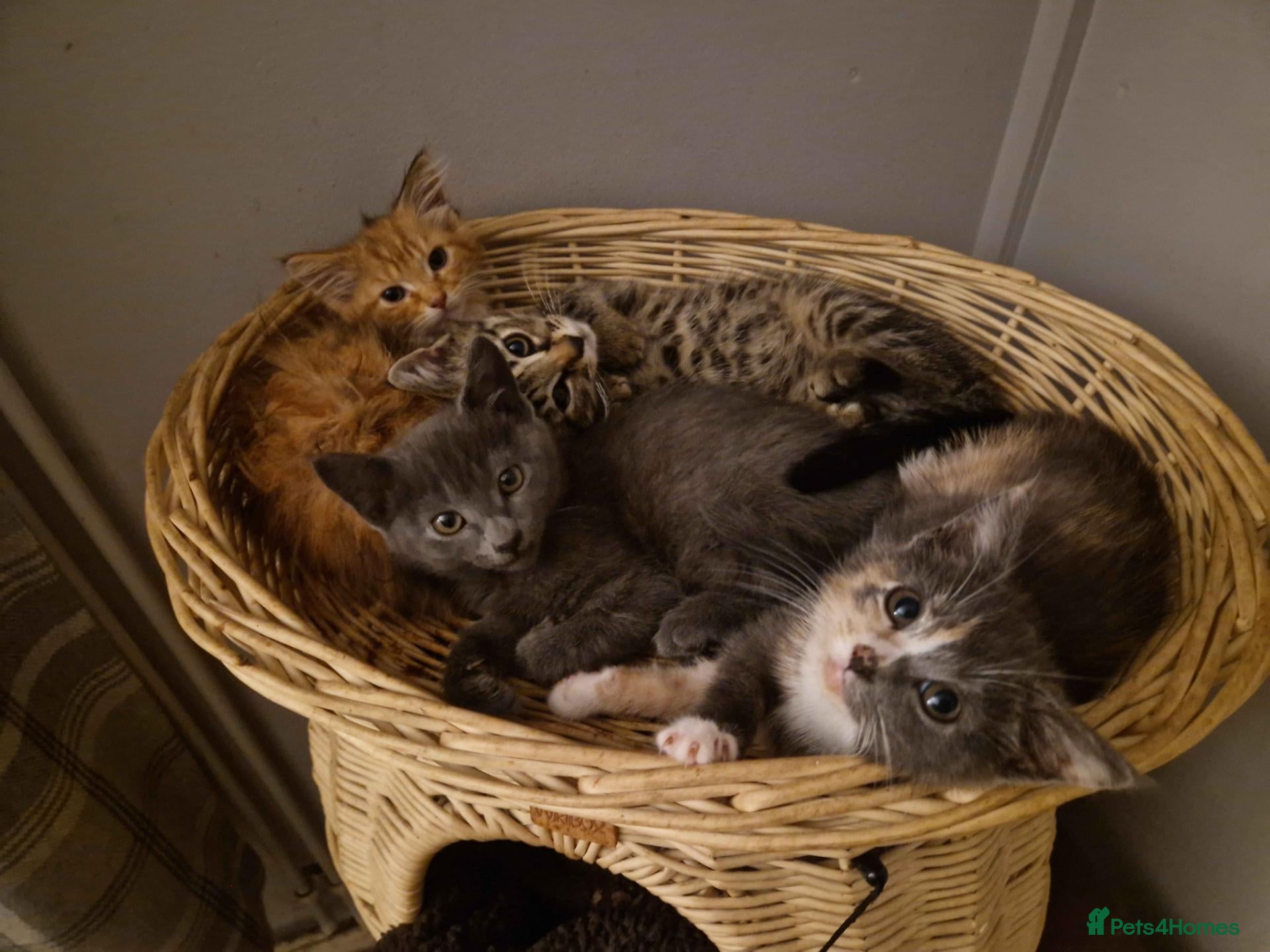 Mixed Breed cats 4 Male mixed kittens £60 Each  - Advert 7