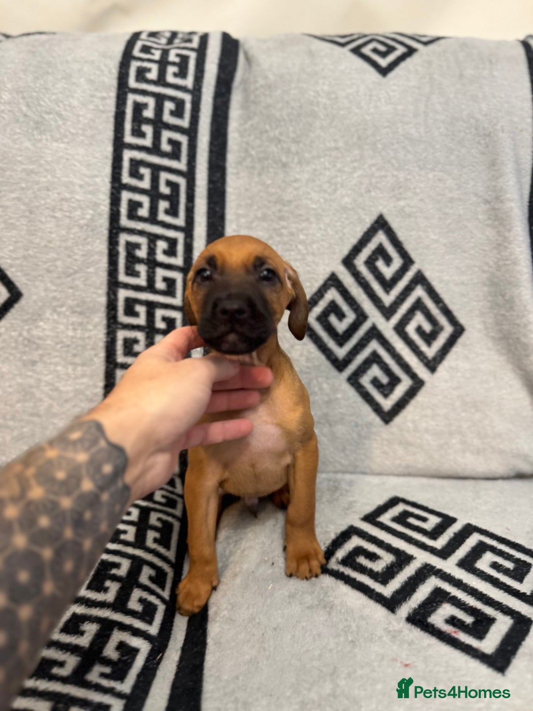 Mixed Breed dogs for sale: Beautiful Cocker spaniel cross breed puppies  - Advert 4