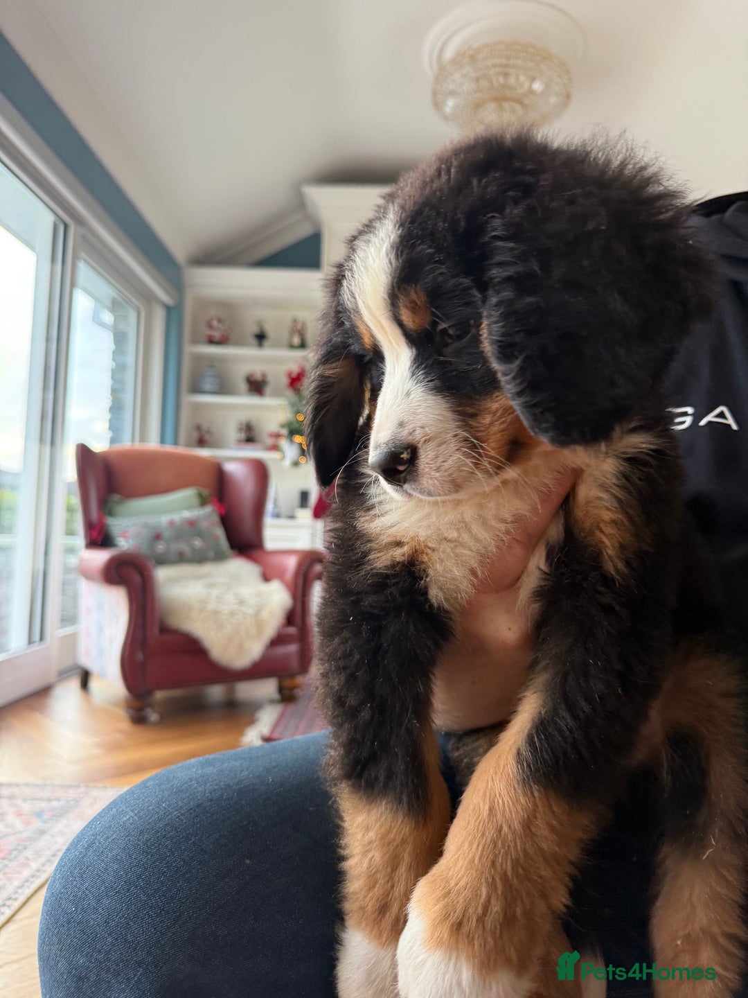 Bernese Mountain Dog dogs for sale: Bernese Mountain Dog Pups  - Advert 10