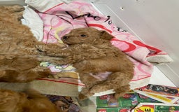 Cockapoo dogs for sale: Gorgeous Cockapoo Girls Ready now - Image 7