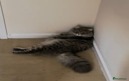British Longhair cats for sale: Spayed British Longhair Female Adult - Image 13