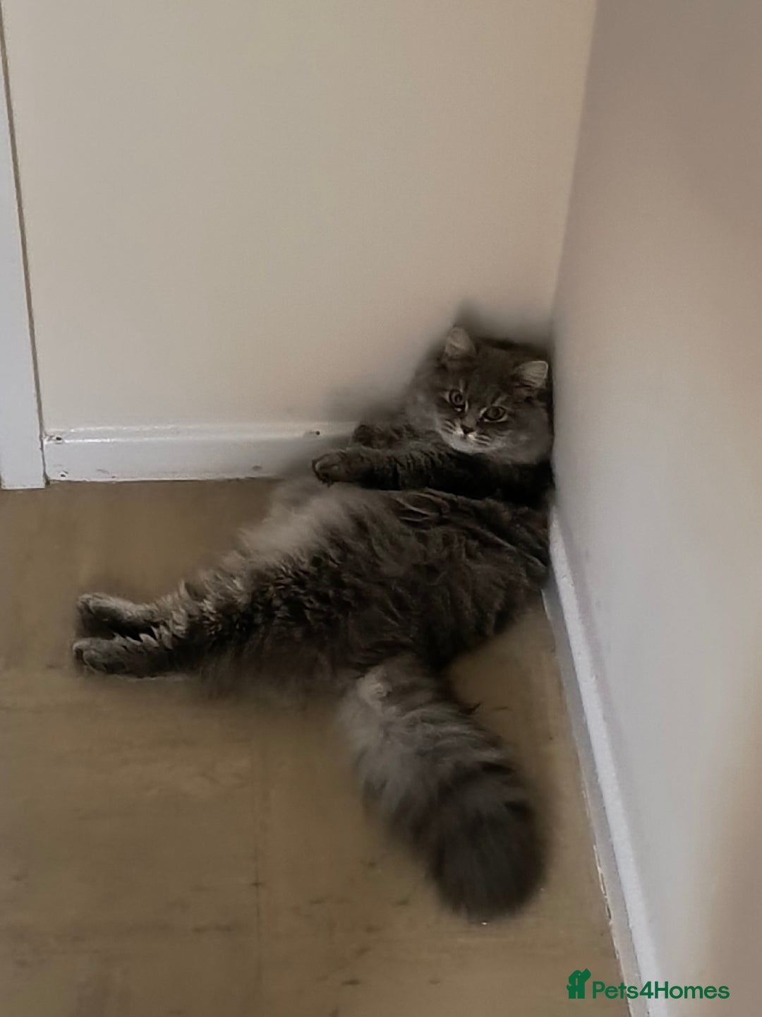 British Longhair cats for sale: Spayed British Longhair Female Adult - Image 13