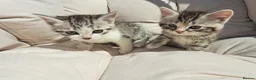 British Shorthair cats for sale: Fluffy Tigers (Last Two) - Advert 6