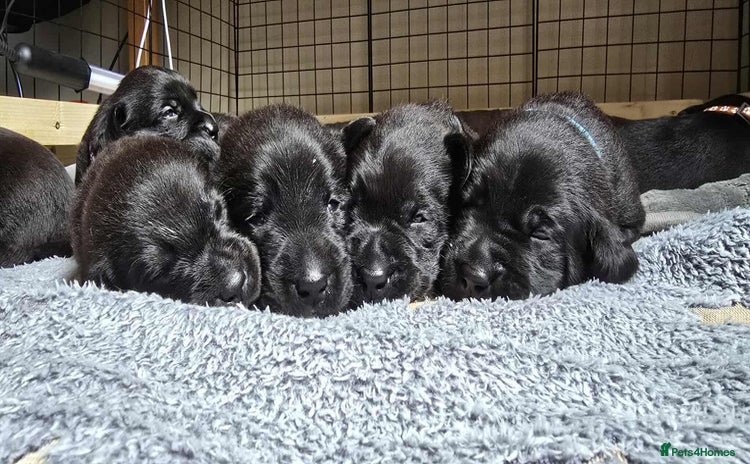 Labrador Retriever dogs - Advert 1