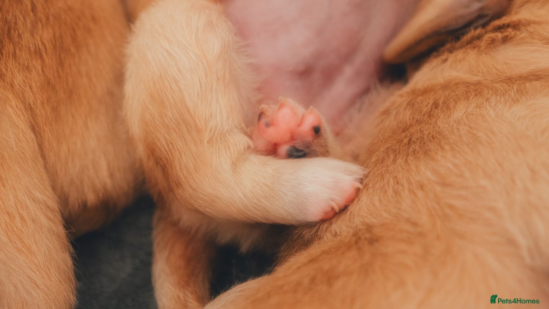 Golden Retriever dogs for sale: Golden Retriever Puppies KC Dad – Ready in 5 Weeks - Image 3