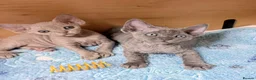 Devon Rex cats for sale: Beautiful blue boy and lilac girl!!!!! - Advert 4