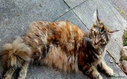 British Shorthair cats for sale: Long and shirt hair kittens - Image 6