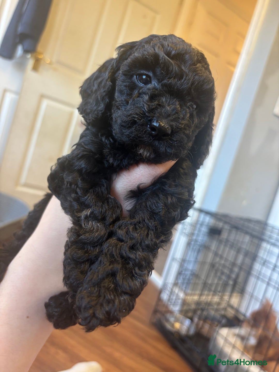 Cockapoo dogs for sale: Miniature cockapoos  - Advert 5