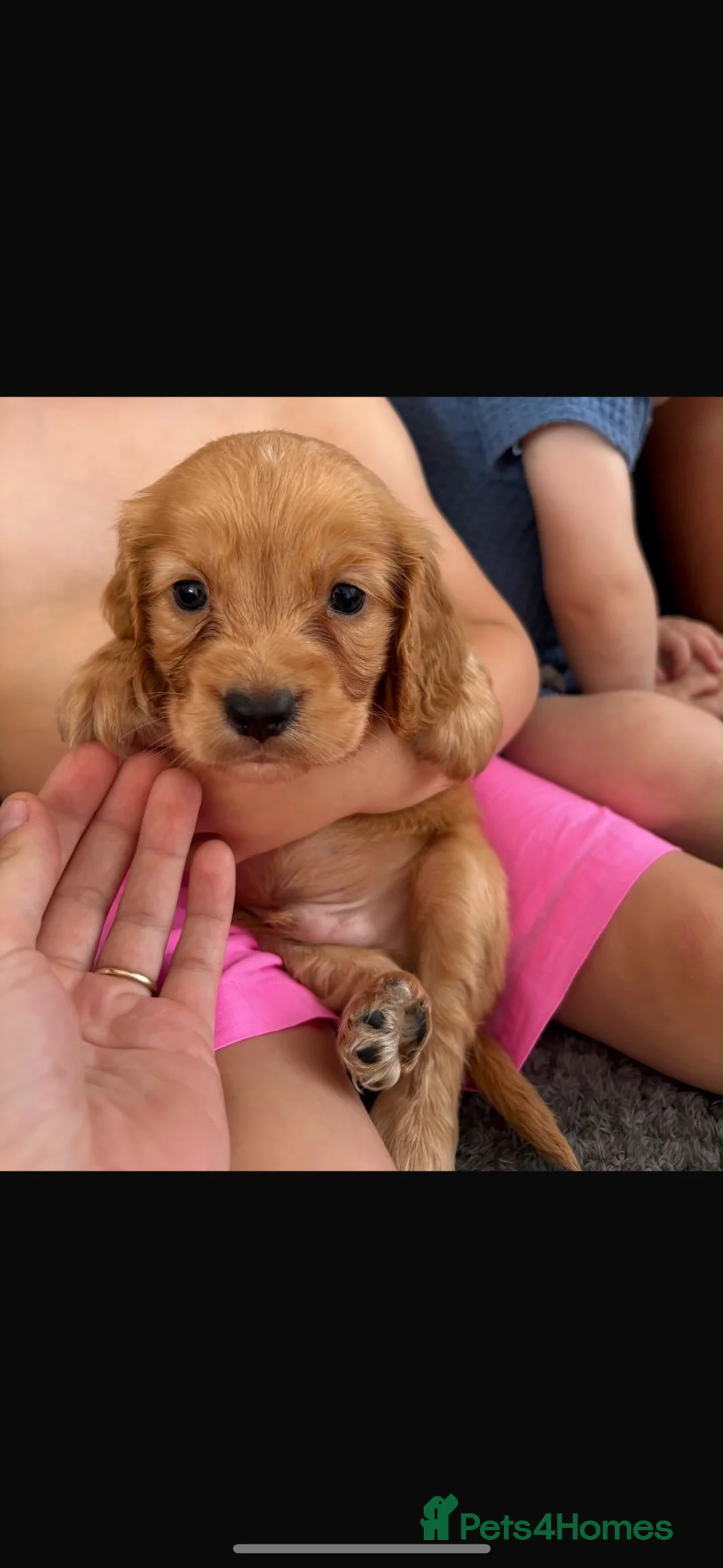 Cocker Spaniel dogs for sale: Stunning Working Cocker puppies!! 1 boy left!! - Advert 2