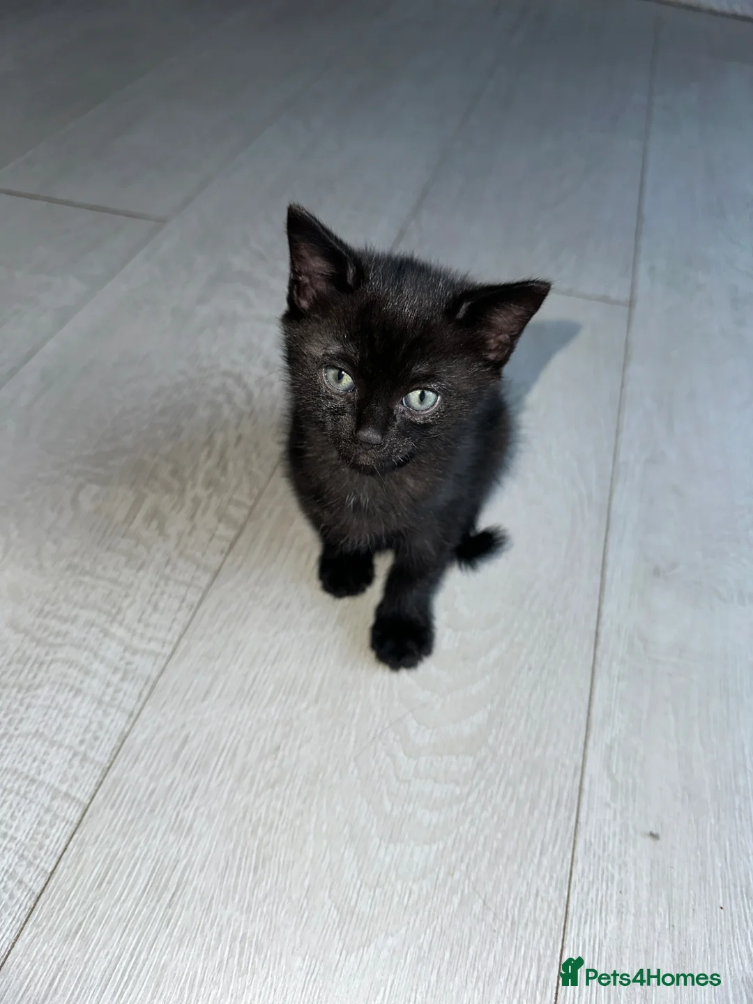 Mixed Breed cats for sale: Adorable Kittens Ready 3 Boy 1 Girl  - Advert 9