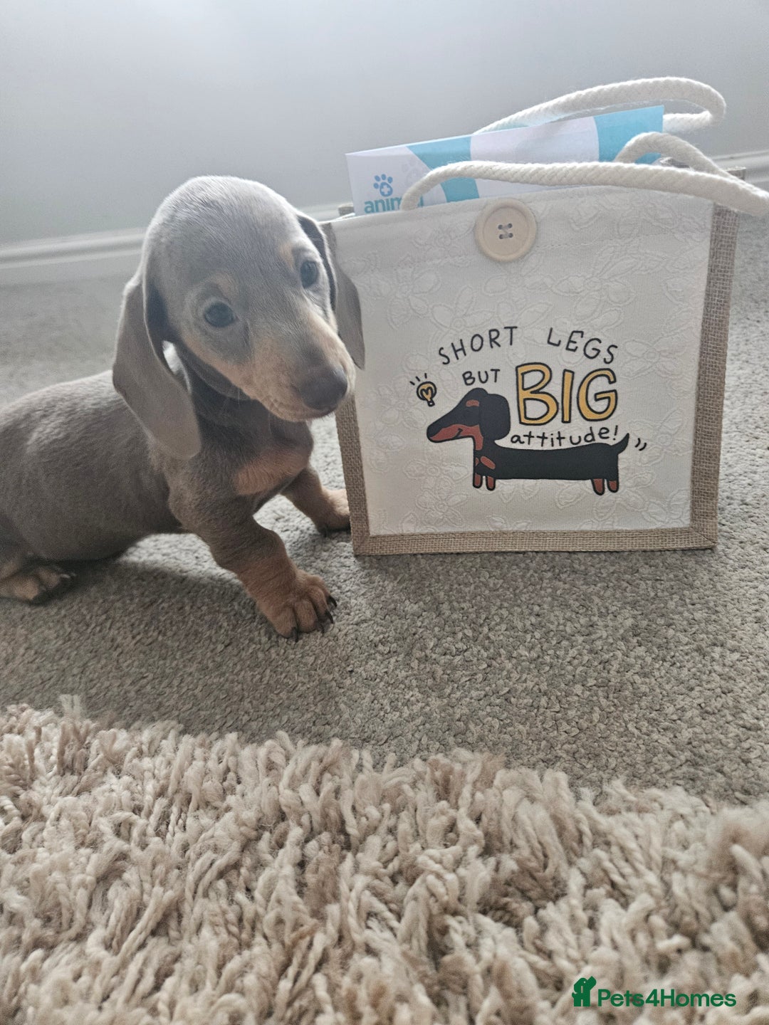 Miniature Dachshund dogs for stud: Miniature Daschund KC Registered PRA clear STUD  - Advert 10