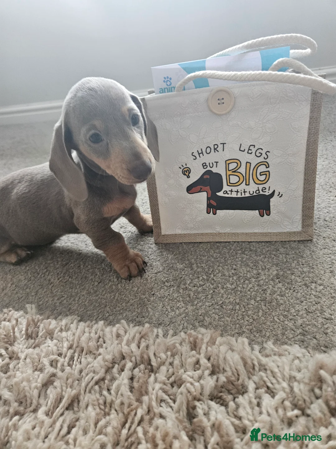 Miniature Dachshund dogs for stud: Miniature Daschund KC Registered PRA clear STUD  - Advert 10