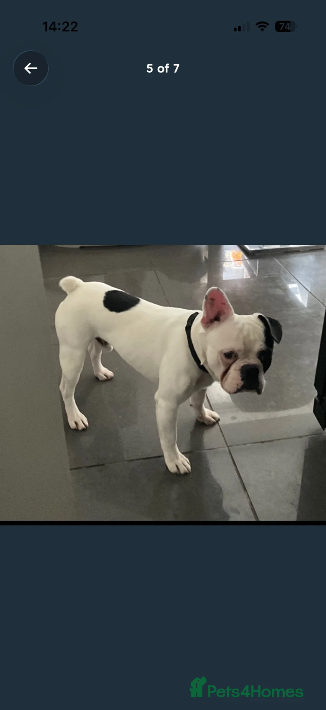 French Bulldog dogs for sale: French bull dog  in Elgin - Advert 2