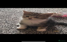 British Shorthair cats for sale: Cats for rehoming  - Image 5