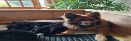 German Shepherd dogs for sale: K.C german shepherd puppies - Advert 5