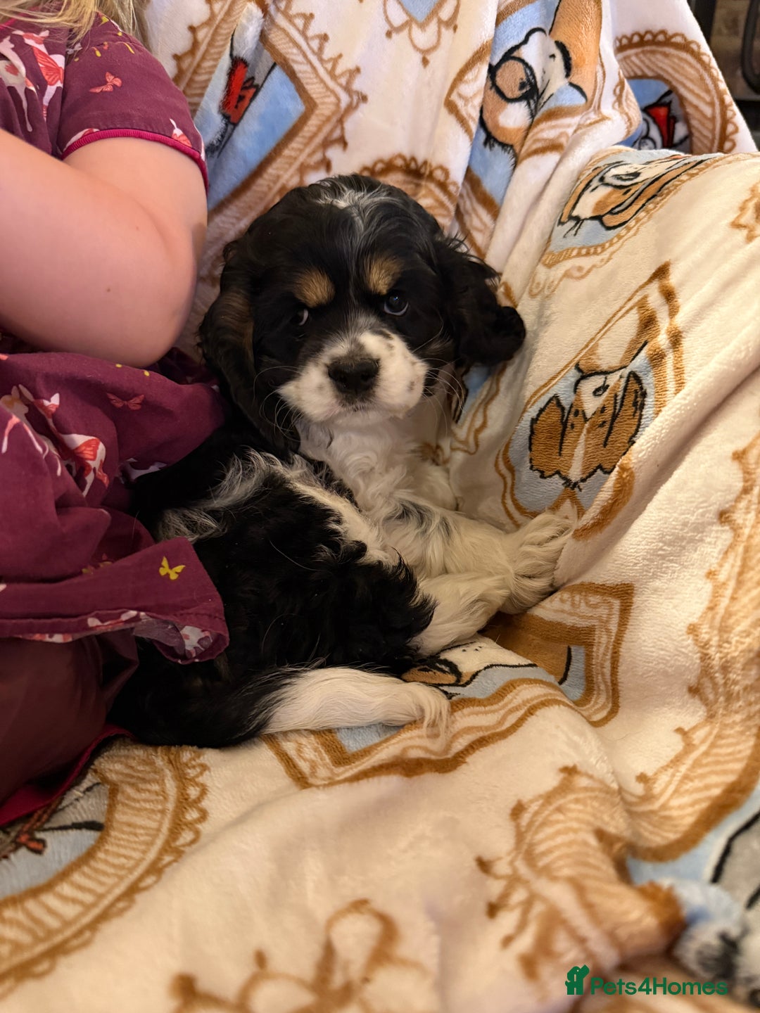 American Cocker Spaniel dogs for sale: Stunning American cocker spaniel puppies  - Image 6