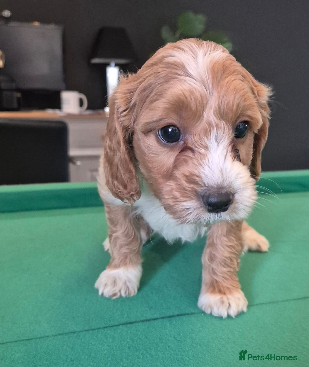 Cockapoo dogs for sale: Cockapoo - Image 7