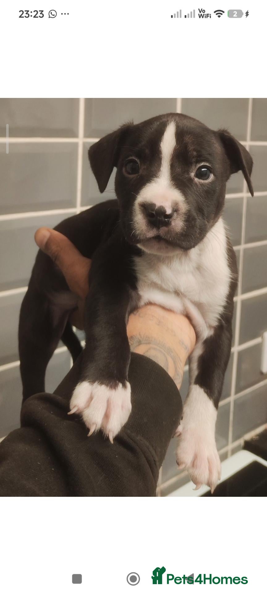 Mixed Breed dogs Mixed bred Staffordshire mix  - Advert 3