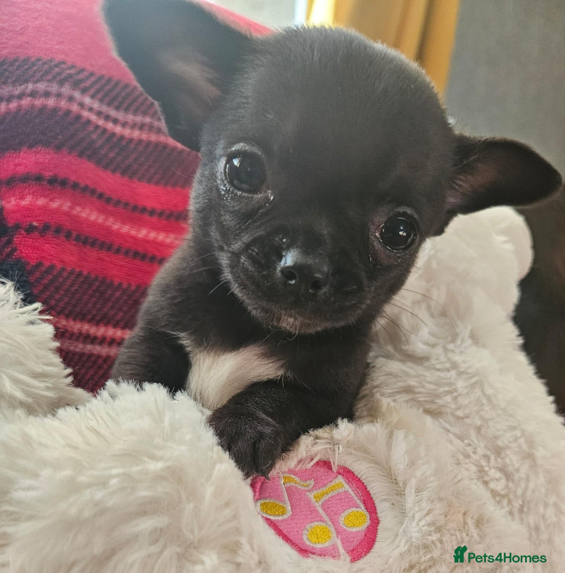 Chihuahua dogs Stunning chihuahua puppies  - Advert 10